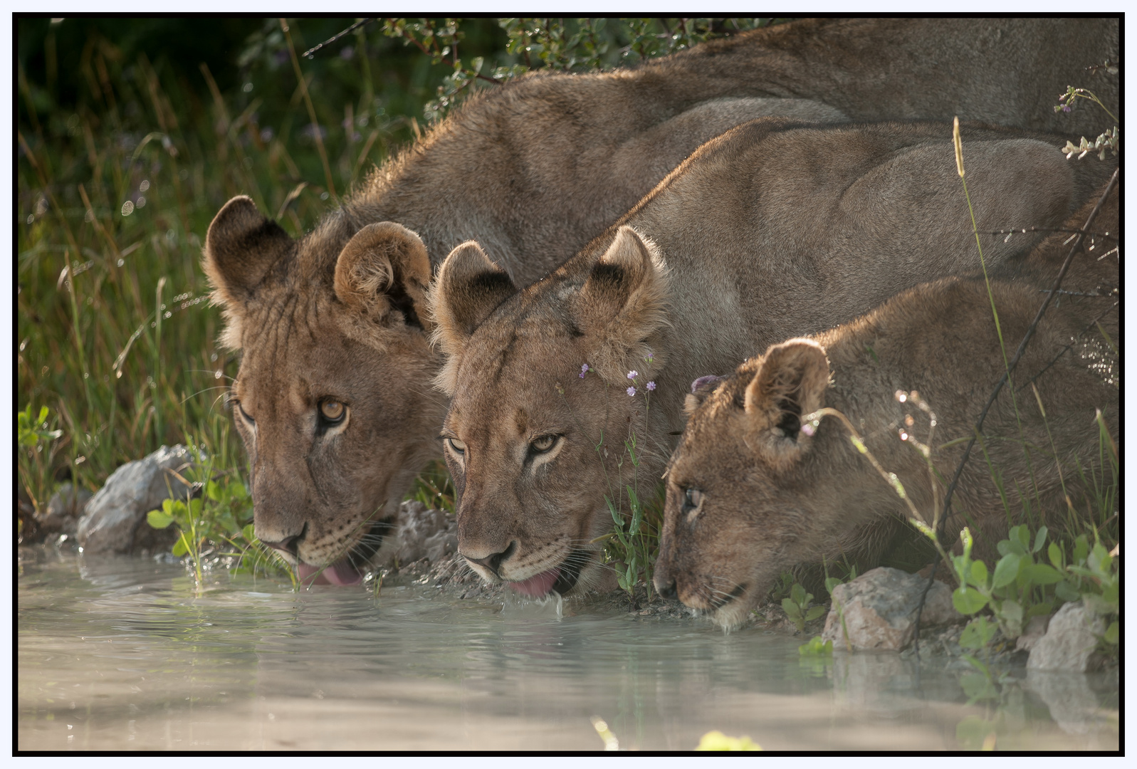 Drinking Lions