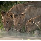 Drinking Lions