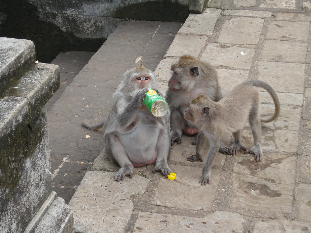 Drinking monkey