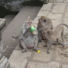 Drinking monkey