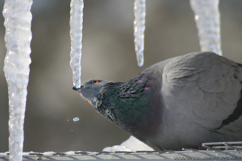 Drinking Pigeon