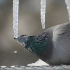 Drinking Pigeon