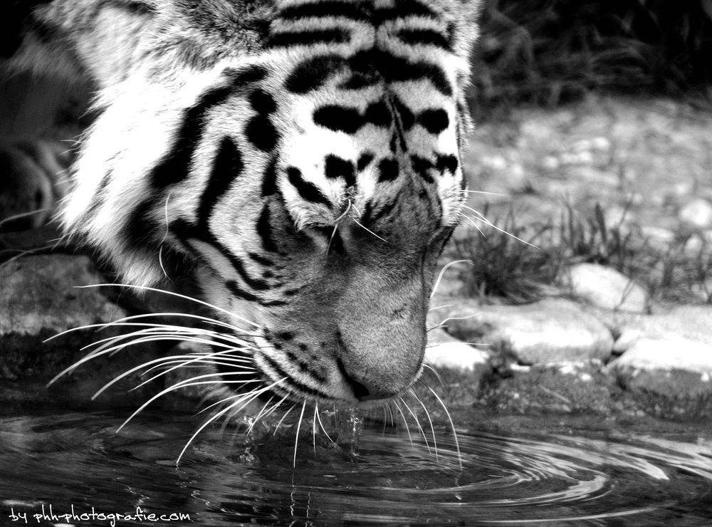 drinking tiger