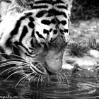 drinking tiger