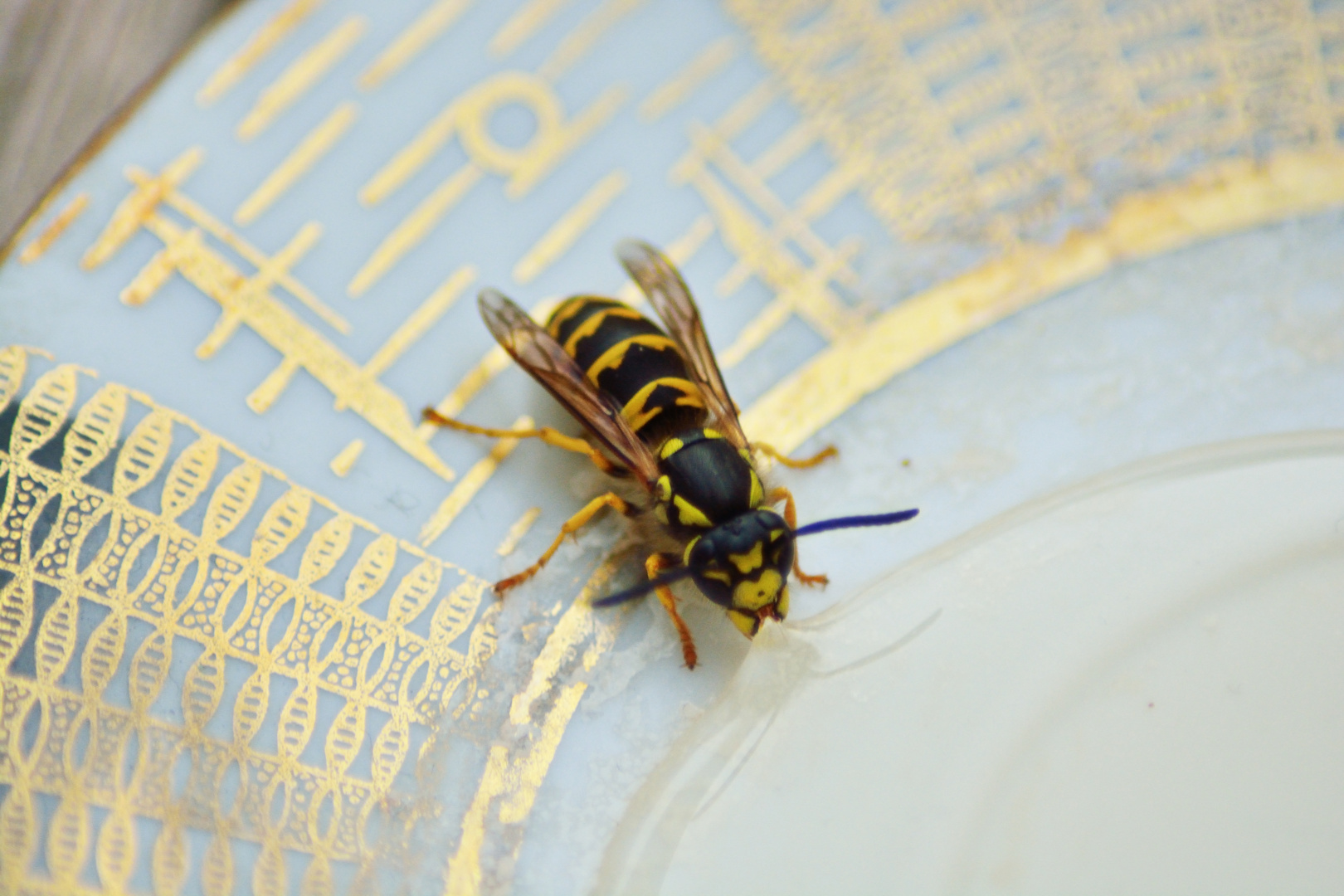 Drinking Wasp - Trinkende Wespe