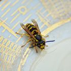 Drinking Wasp - Trinkende Wespe