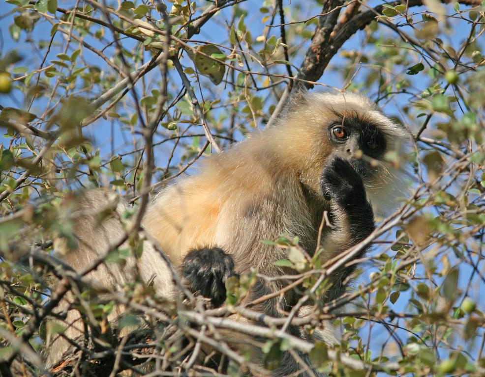 drinnen (Ranthambore-Tiger-Nationalpark) sah das ...