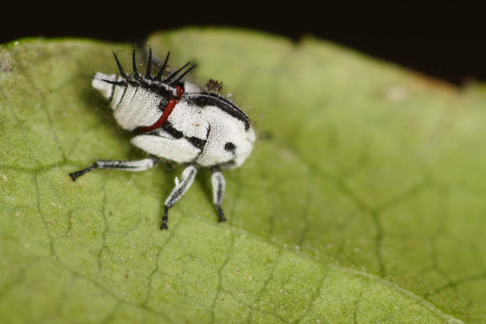 Dritte Instar-nymphe von Membrecius Mexicanus (Mexikanischer Baumspringer)