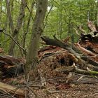 Dritter Besuch beim „Alten Ludwig“ 2020: Der Dicke ist umgefallen 01