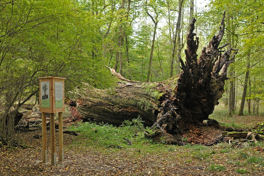 Dritter Besuch beim „Alten Ludwig“ 2020: Der Dicke ist umgefallen 02