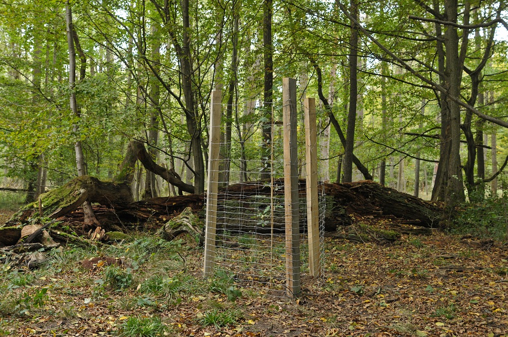 Dritter Besuch beim „Alten Ludwig“ 2020: Der „Kleine“ Ludwig ist gepflanzt