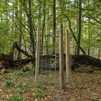 Dritter Besuch beim „Alten Ludwig“ 2020: Der „Kleine“ Ludwig ist gepflanzt