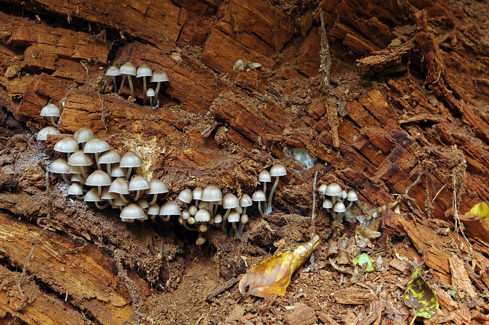 Dritter Besuch beim „Alten Ludwig“ 2020: Die Fruchtkörper der Pilze 02