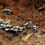 Dritter Besuch beim „Alten Ludwig“ 2020: Die Fruchtkörper der Pilze 02