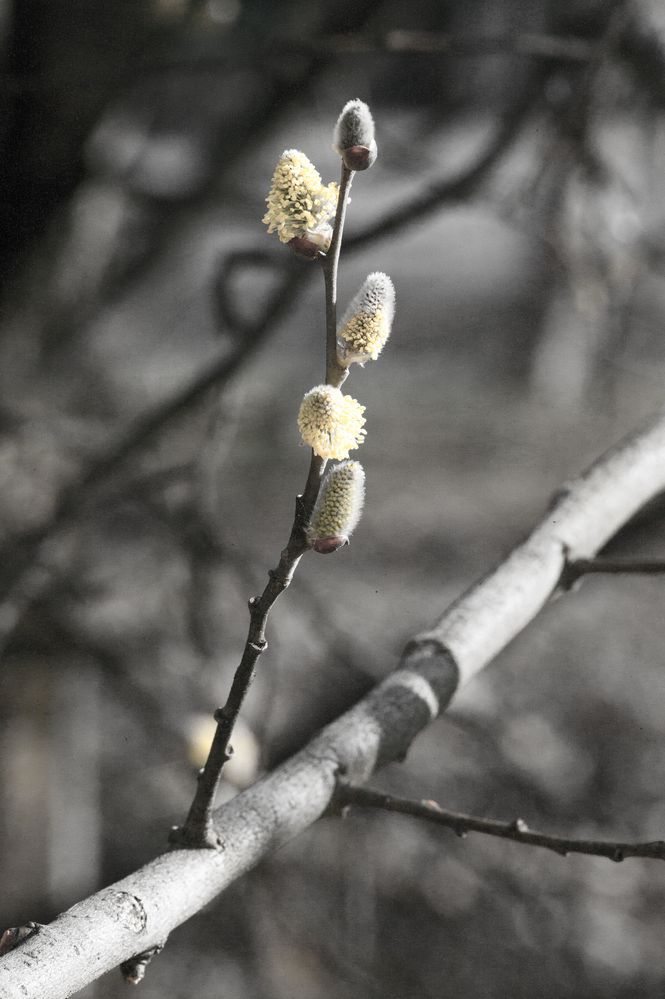 Dritter Frühling