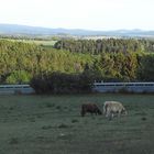 Dritter und letzter Versuch: Hochlandrinder vor der Eifellandschaft