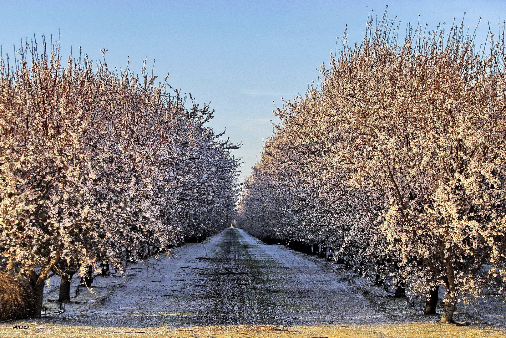 Drive - By Almond Trees