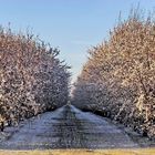 Drive - By Almond Trees