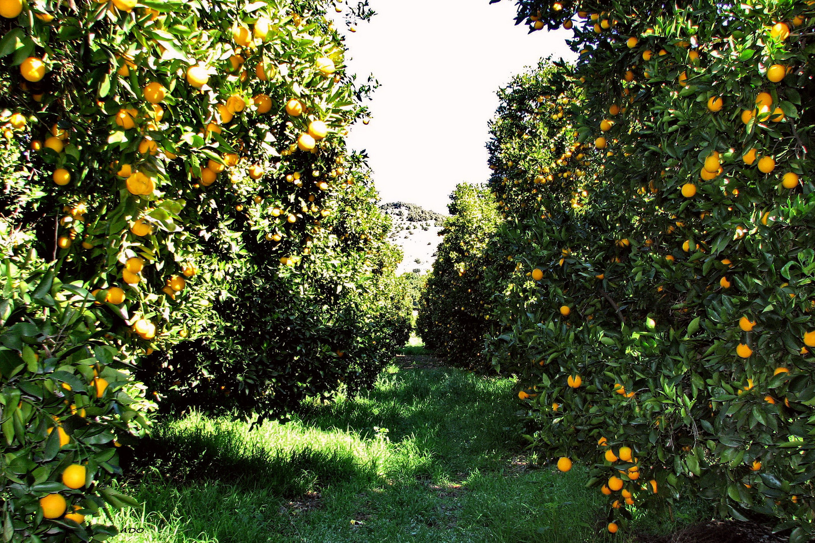 Drive-By Orange Groves