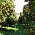 Drive-By Orange Groves