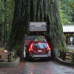 Drive Thru Tree...