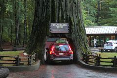 Drive Thru Tree...