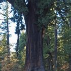 Drive Thru Tree