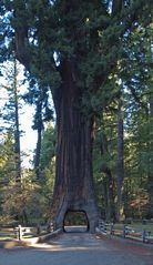 Drive Thru Tree