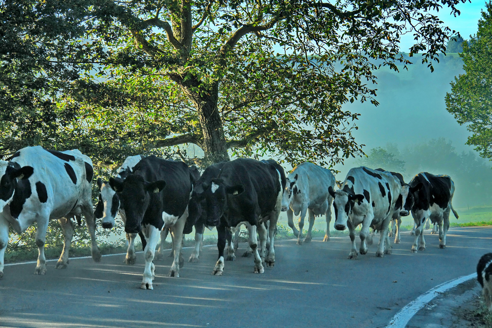 Driving Cattle