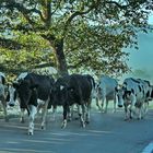 Driving Cattle