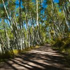 Driving thru Aspens