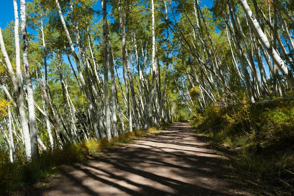 Driving thru Aspens