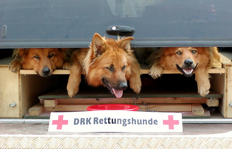 DRK Rettungshunde