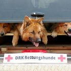 DRK Rettungshunde