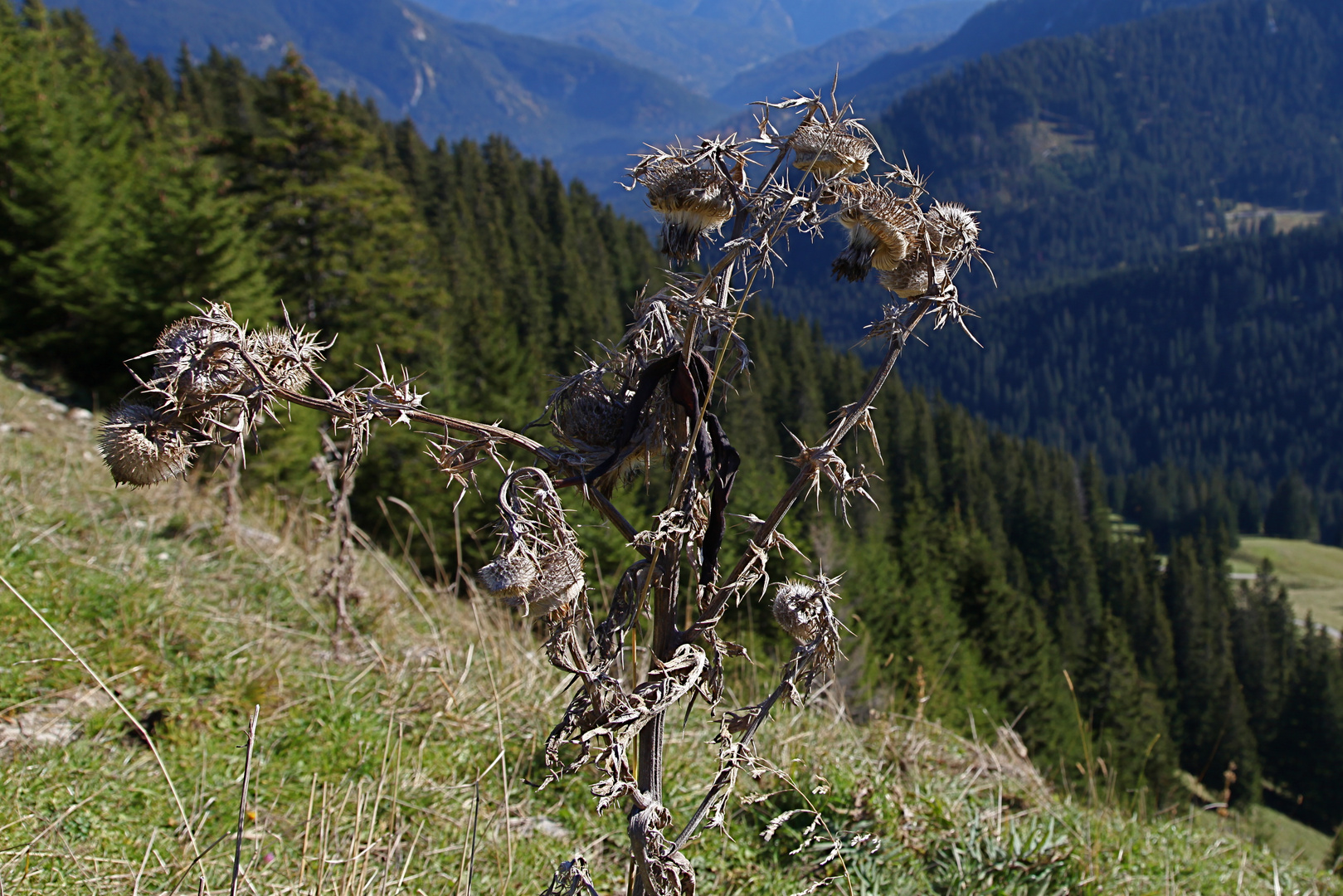 Dröge Wallbergsdistel