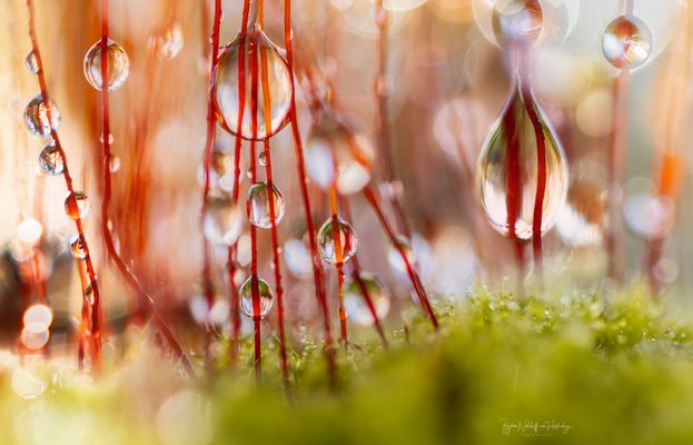 Dröpje par Dröpje - Mooswelten