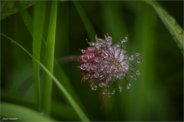 Dröpje voor Dröpje