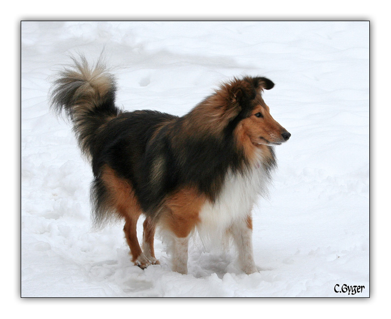 Droh-Sheltie