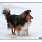 Droh-Sheltie