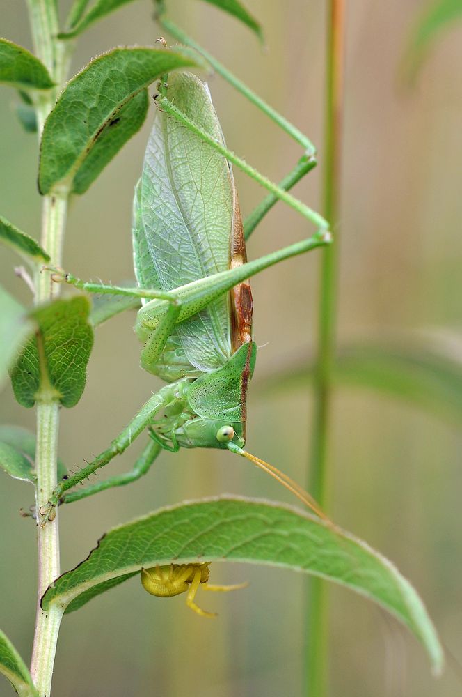 drohende Gefahr (?)