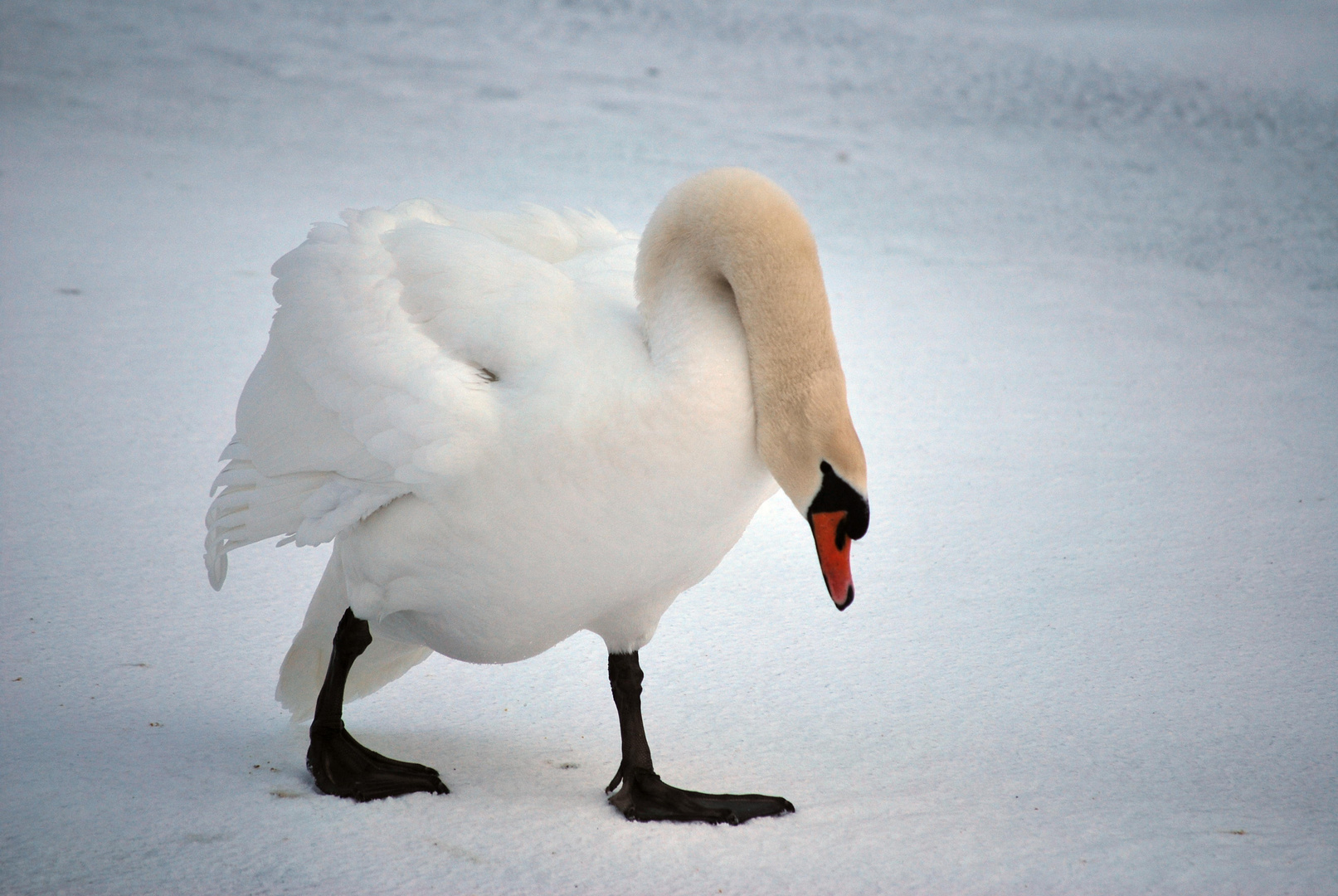 Drohende Schwan