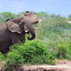 Drohender Elefant am Kazinga Channel – Uganda