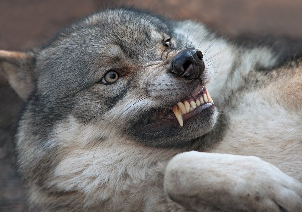 Drohender Grauwolf
