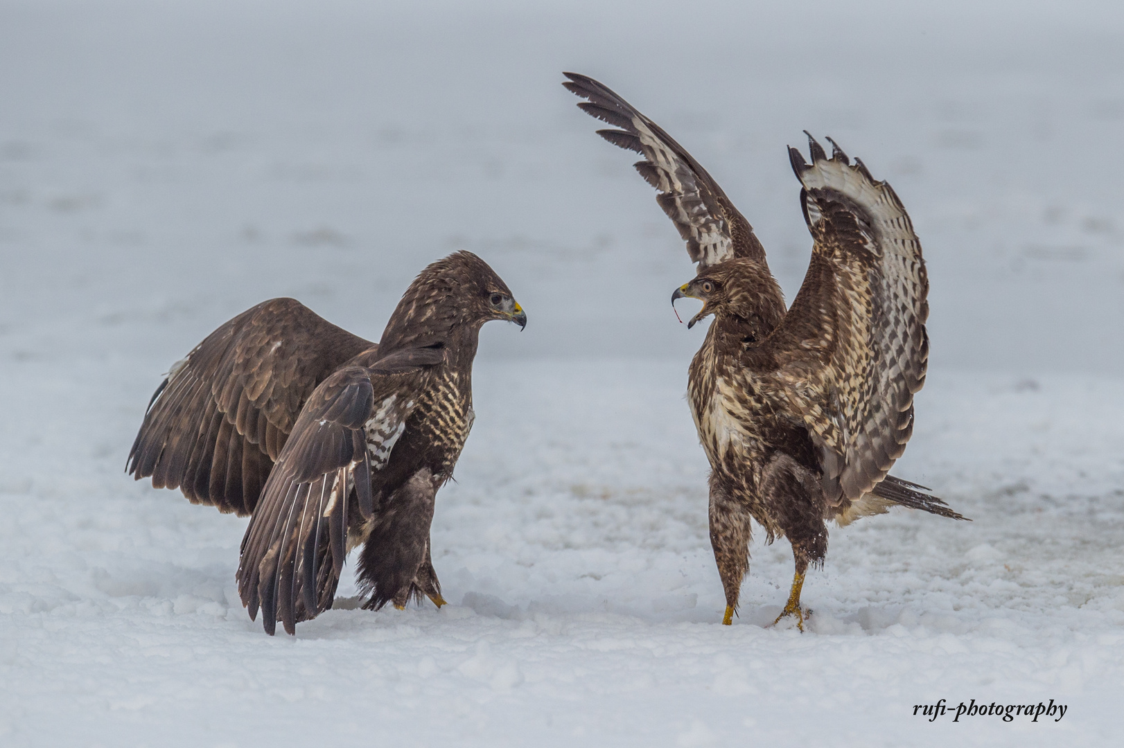 Drohender Mäusebussard