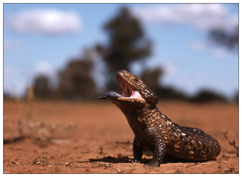 Drohender Tannenzapfenskink