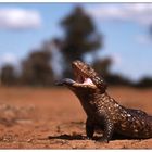 Drohender Tannenzapfenskink