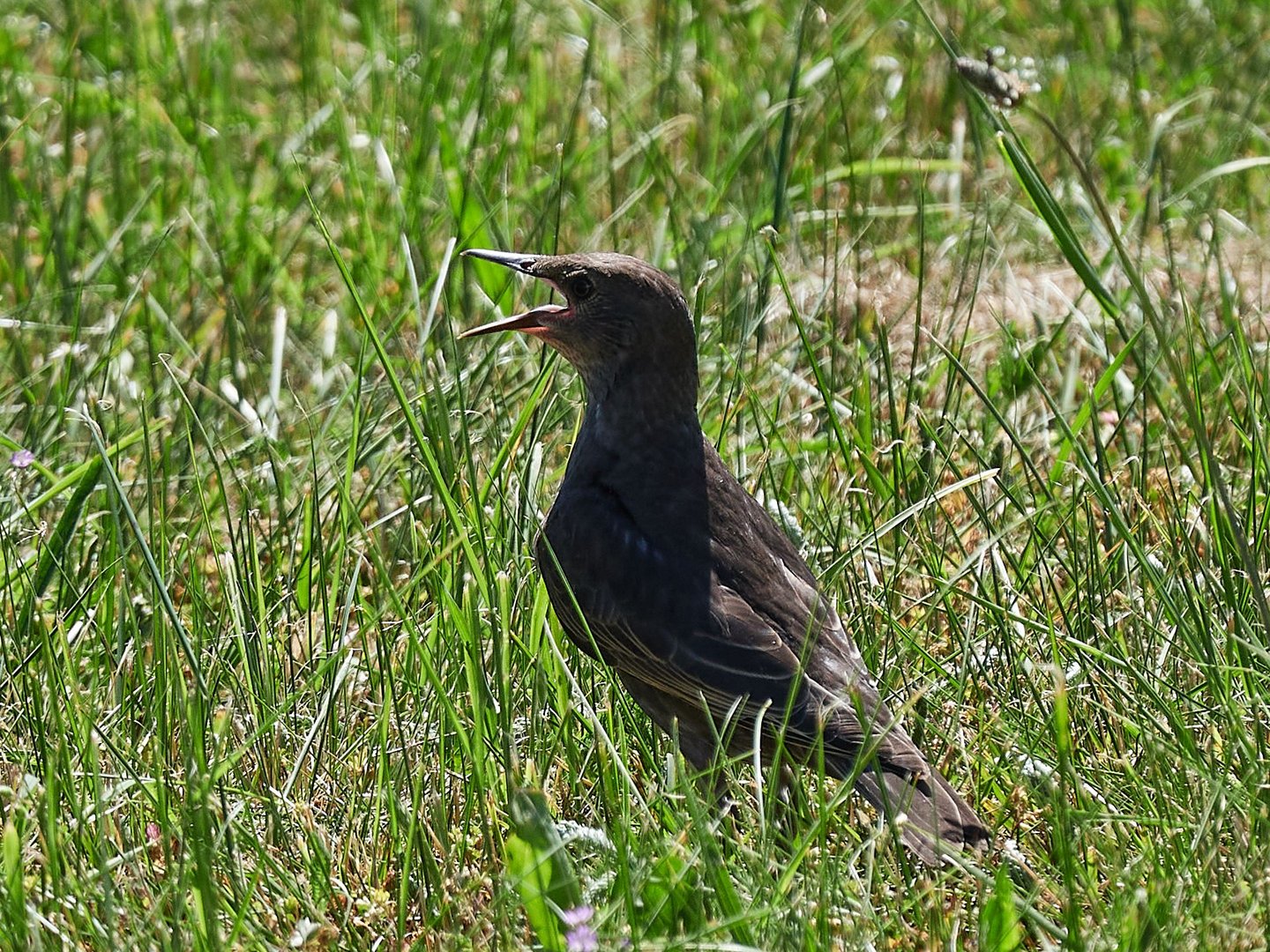 drohender Vogel