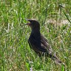 drohender Vogel