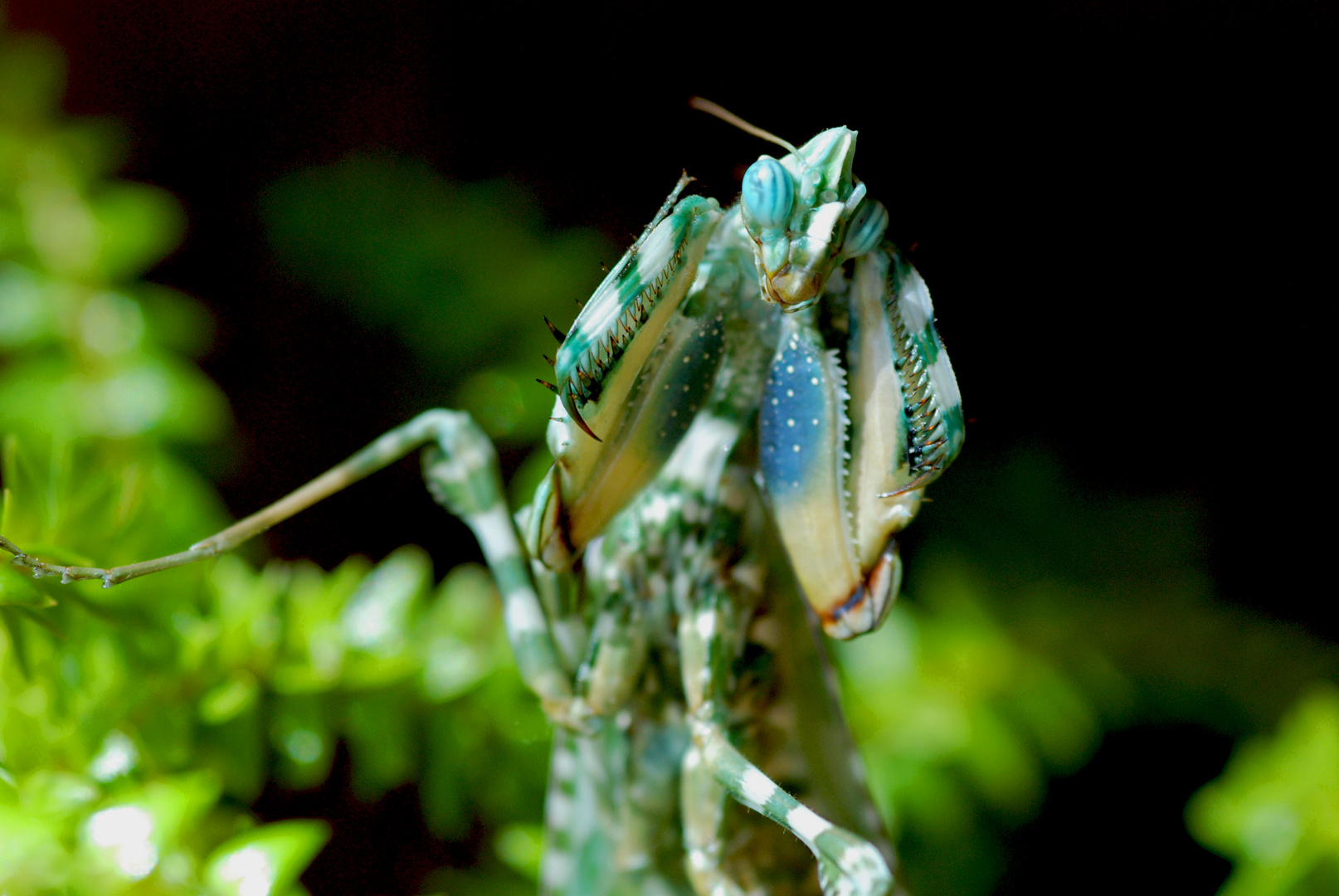 drohendes Blepharopsis Weibchen