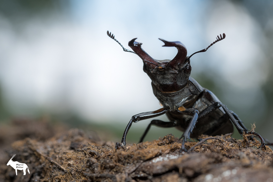 Drohendes Ungeheuer